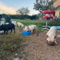 Bulldog francesi "adulti"