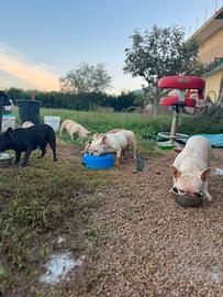 Bulldog francesi "adulti"