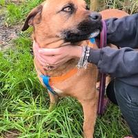 Questa cagnolina ancora non ha casa. Scegli lei