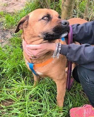 Questa cagnolina ancora non ha casa. Scegli lei