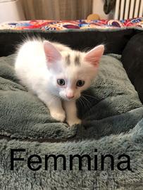 Gattini Siberiano incrocio Angora Turco