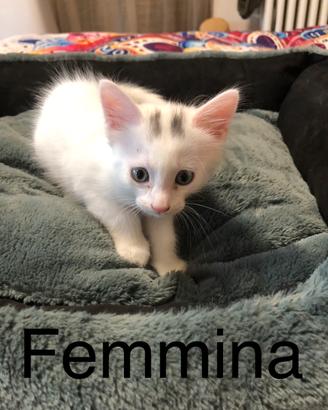 Gattini Siberiano incrocio Angora Turco
