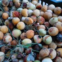 Semi di palma  BUTIA CAPITATA 