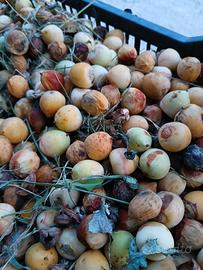 Semi di palma  BUTIA CAPITATA 