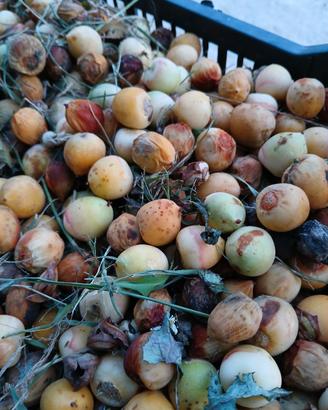 Semi di palma  BUTIA CAPITATA 