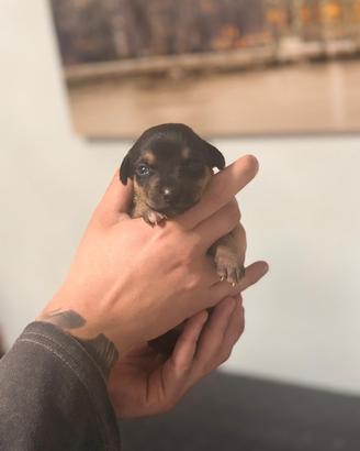 Dolci batuffoli taglia mini toy