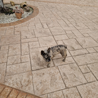 Bulldog francese