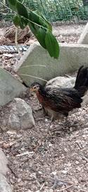Galline ornamentali