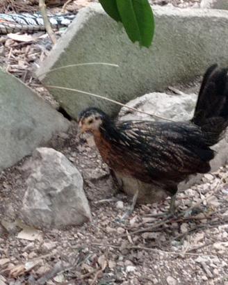 Galline ornamentali