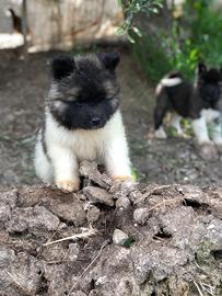 Akita Americano maschio