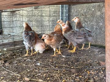 Galline VARIE RAZZE