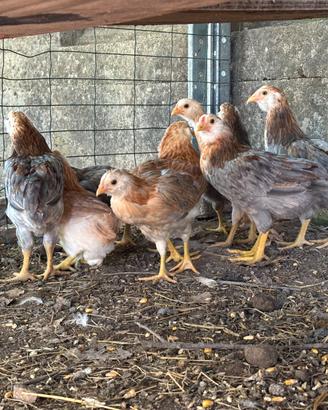 Galline VARIE RAZZE