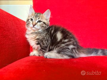 Cucciola di gatto siberiano