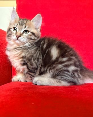 Cucciola di gatto siberiano