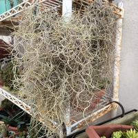 tillandsia pianta volante 