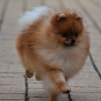 Pomerania disponibile