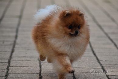 Pomerania disponibile