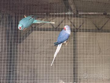 Coppia parrocchetti dal collare