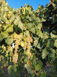 Uva da vino Moscato e Trebbiano  - Alta qualità  