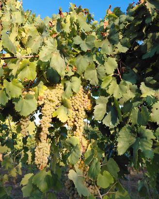 Uva da vino Moscato e Trebbiano  - Alta qualità  