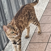 Gatta Bengala