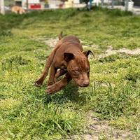 American Pitbull terrier