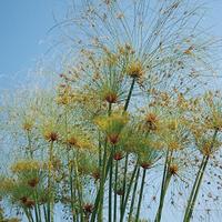 papiro africano