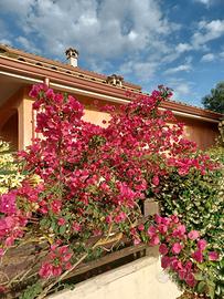 Mare vacanza a PORTOPINO