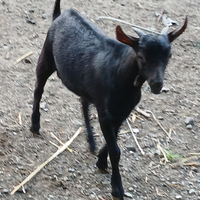 Agnella berichon suffolk capretto