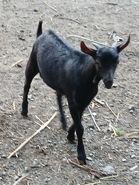 Agnella berichon suffolk capretto