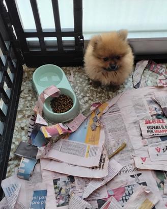 Spitz