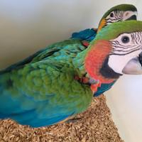 Pappagalli Ara Arlecchino DA IMBECCO