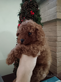 Barboncina jinny minitoy red