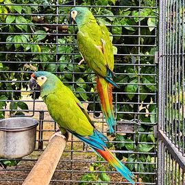 Coppia pappagalli ARA MARACANA