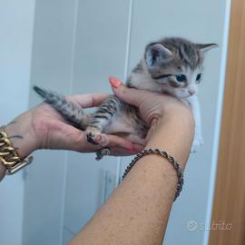 Splendidi micetti
