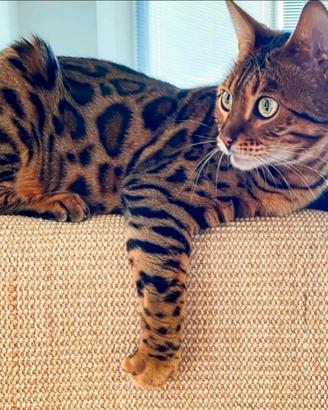 Gatto del Bengala per monte