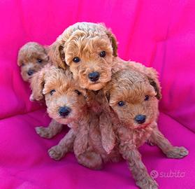 Cuccioli barboncino toy
