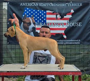 American staffordshire terrier Amstaff