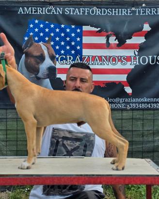 American staffordshire terrier Amstaff