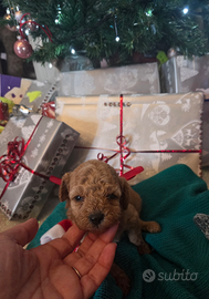 Cucciola barboncina nana red