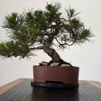 Bonsai Pino Nero Giapponese Thunbergii