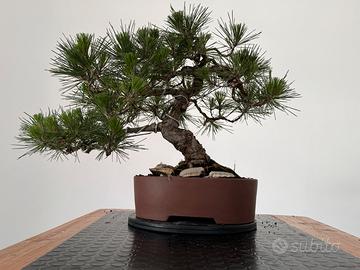 Bonsai Pino Nero Giapponese Thunbergii