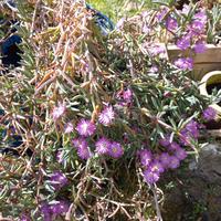Pianta cadente a fiore rosa