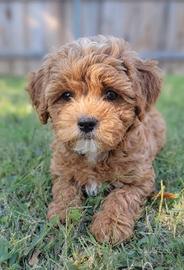MALTIPOO - MALTIPO PUPPY ALBICOCCA - pag mensile