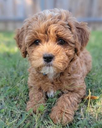 MALTIPOO - MALTIPO PUPPY ALBICOCCA - pag mensile