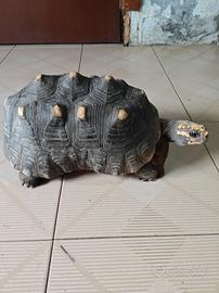 Geochelone carbonario