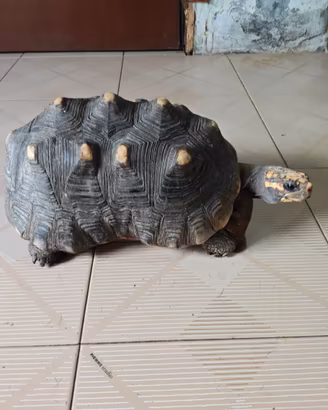 Geochelone carbonario