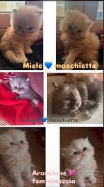 Cuccioli di gatto persiano a pelo lungo