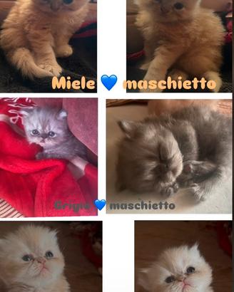 Cuccioli di gatto persiano a pelo lungo