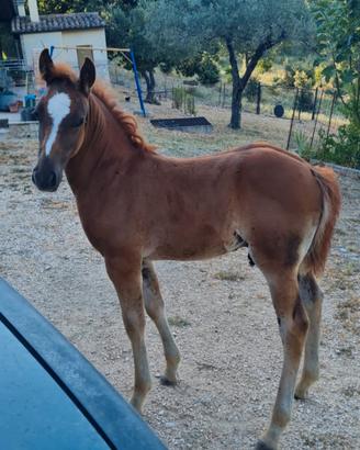 Cavallo
